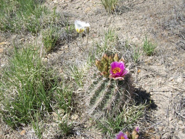 cactus.jpg