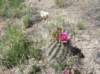 cactus_small.jpg