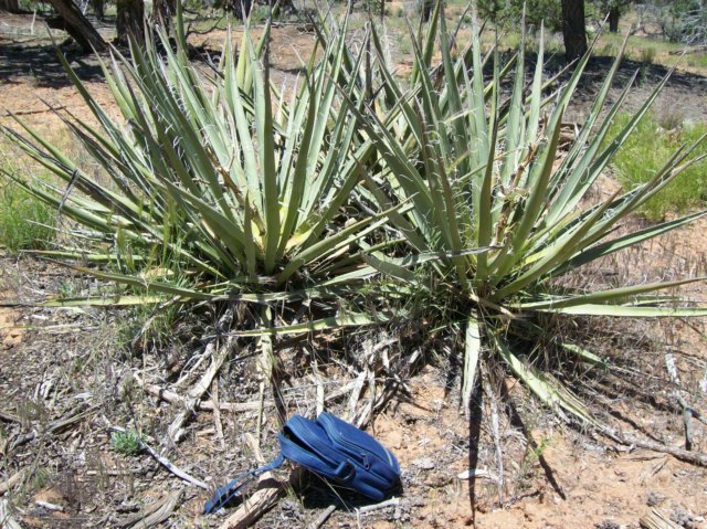 yucca.jpg