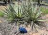 yucca_small.jpg